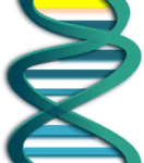 Modified Gene