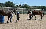 Equine Therapy