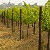 Winemakers Value Eco-Friendly Practices, Consumers Prioritize Taste