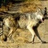 Amid Controversy, State and Stakeholders Uphold WA Wolf Management Plan