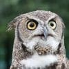 Owls And Trump's Choice For Interior Secretary