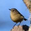 Nature: Seward Park Birds