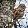 Nature: Owl Vometorium