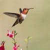 Your Balcony And Yard As Wildlife Habitat