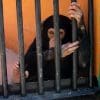 Human Rights for Chimpanzees