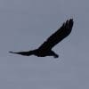 Nature: How Crows Build Their Nests