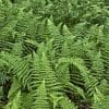 Nature: Sap and Ferns