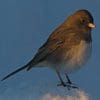 Nature: Dark-eyed Junco