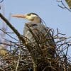 Nature: Great Blue Heron Nesting