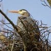 Nature: Great Blue Heron Nesting