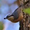 Nature: The Ups and Downs of Finding a Meal on a Tree