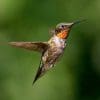 Nature: Plants That Attract Hummingbirds