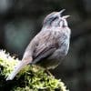 Nature: Why Birds Sing