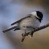 Nature: Chickadee