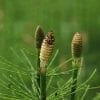 Nature: Horsetail