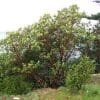 Nature: Madrone Tree