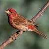 Nature: Purple Finch