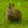 Nature: Rabbits