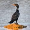 Nature: Double Crested Cormorant