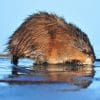 Nature: Muskrat