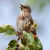 Nature: Song Sparrow