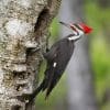 Nature: Woodpecker