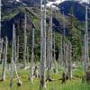 Nature: Ghost Forests