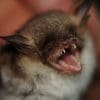 Nature: Bats