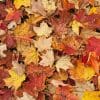 Nature: Fall Leaves