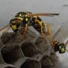 Nature: Wasps and Yellow Jackets