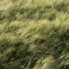 Nature: Wind Patterns in the Northwest