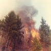 Nature: Douglas Fir Trees and Forest Fires