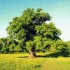 Nature: Oak Trees