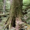 Nature: Old Growth Heritage Trees