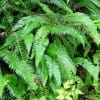 Nature: Sword Fern