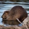 Nature: Mountain Beaver