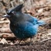 Nature: Steller's Jay