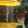 Nature: Bird Feeders