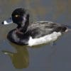 Nature: Ring-necked Duck