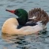 Nature: Mergansers and Gadwalls