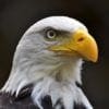 Nature: Bald Eagle