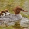 Nature: Merganser