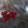 Nature: Birds and Fermented Berries