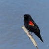 Nature: Red Winged Blackbirds in the Cattails