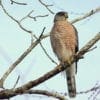 Nature - Cooper's Hawks