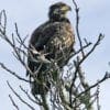 Nature - Juvenile Bald Eagle