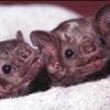 Nature - Vampire Bats