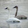 Nature: Trumpeter Swans