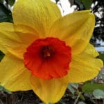 Daffodil CUp