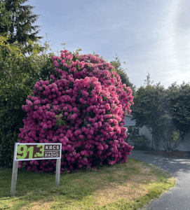 KBCS Blossoms